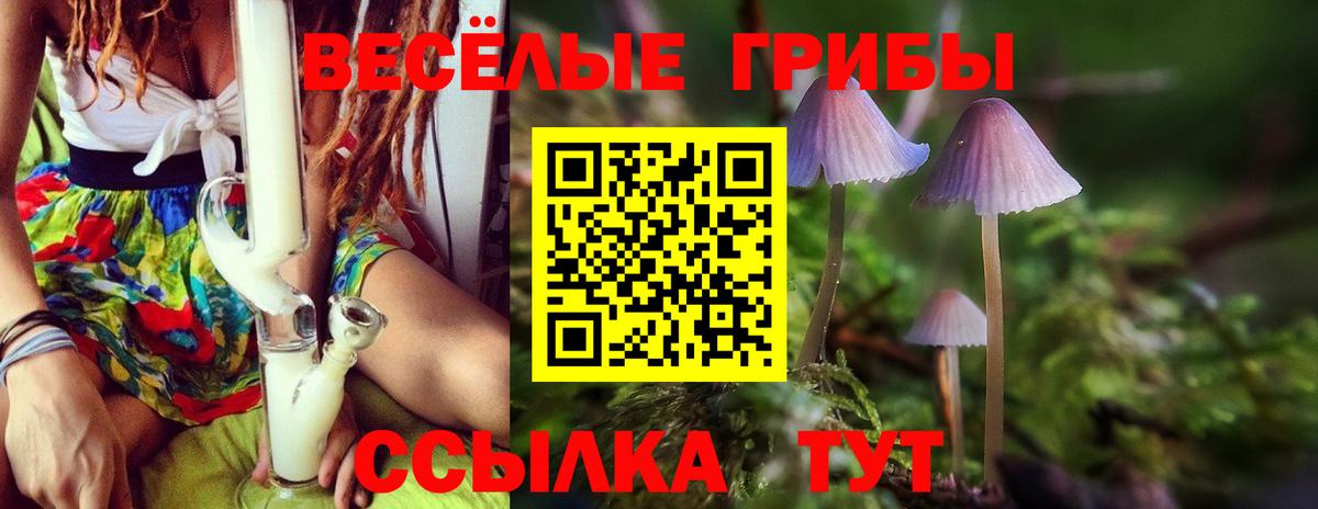 Псилоцибиновые грибы Psilocybe Малгобек